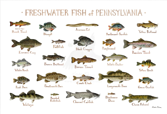 Native Fish Species in Pennsylvania