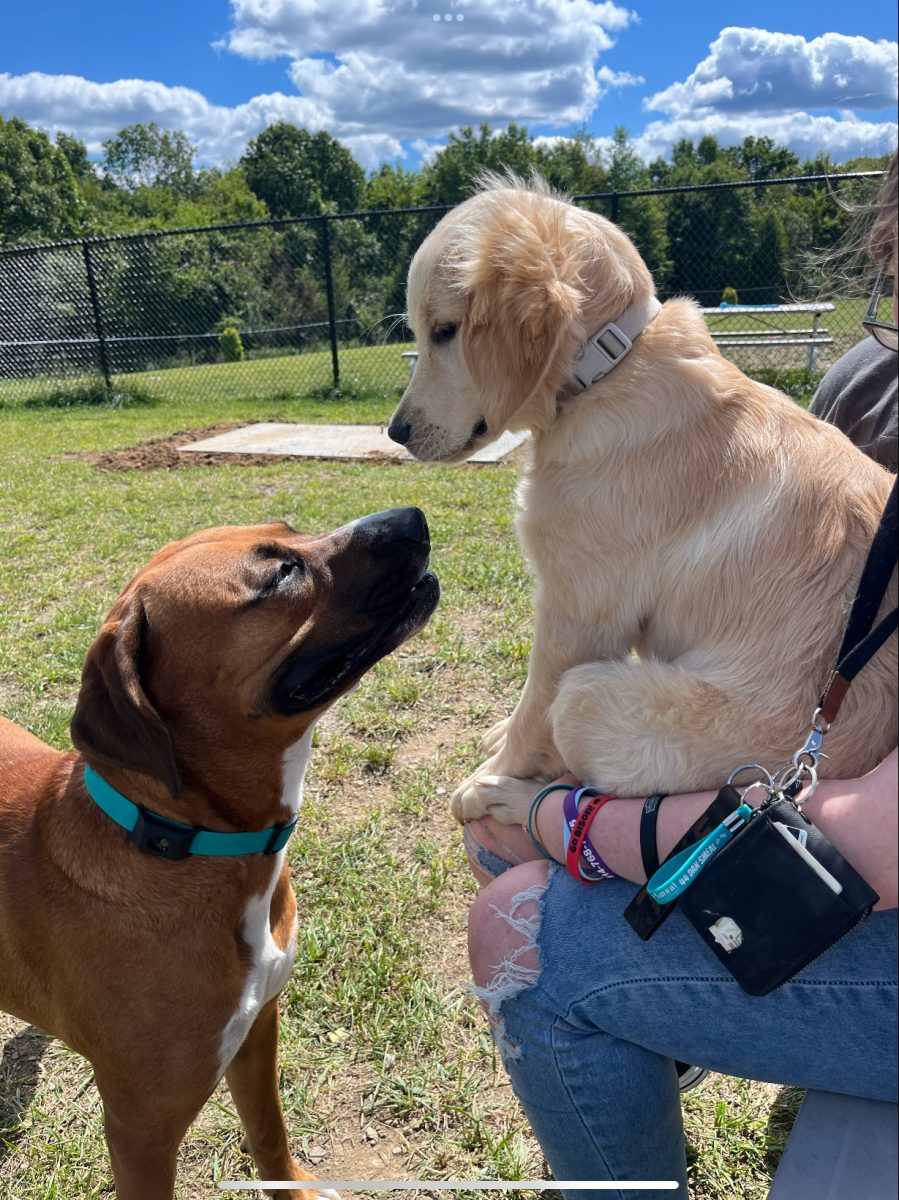 Dog smiling at puppy