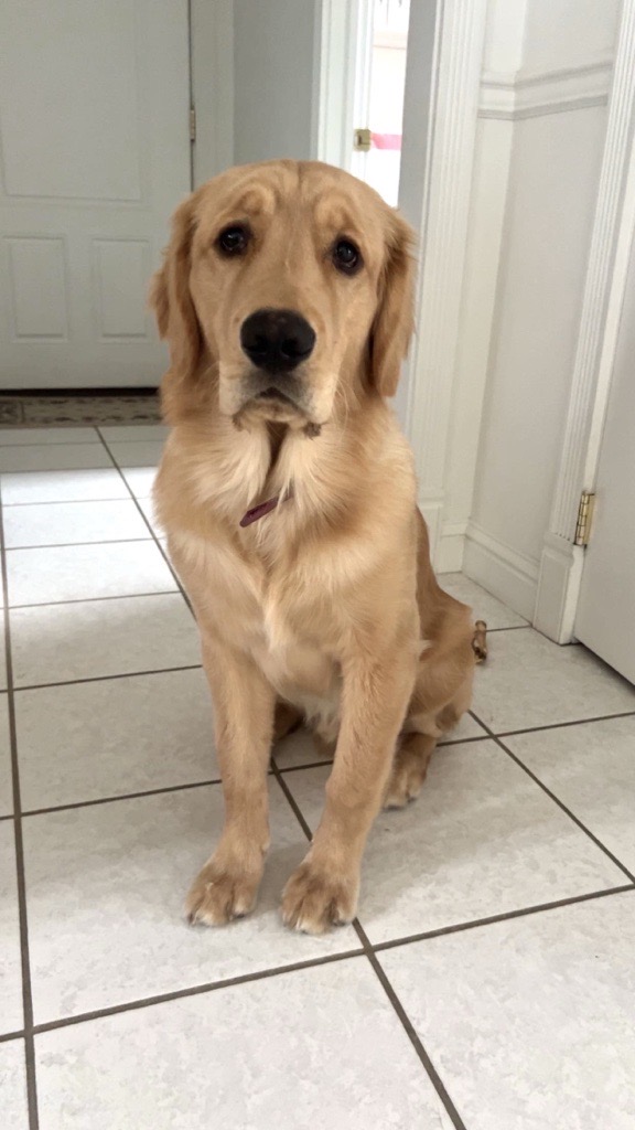 Golden Retriever dog sitting.